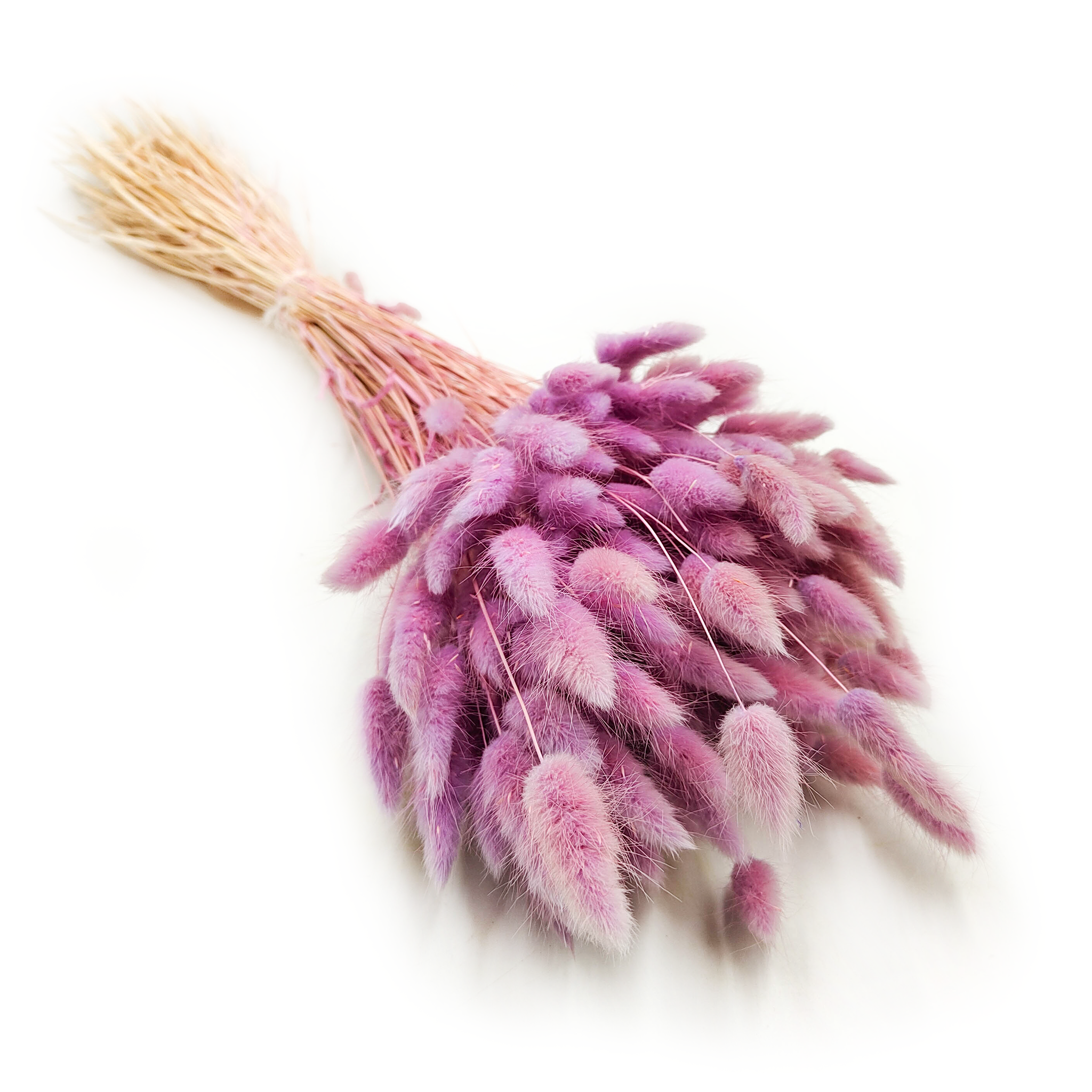 Dried Bunny Tails (Lagurus) - Heather
