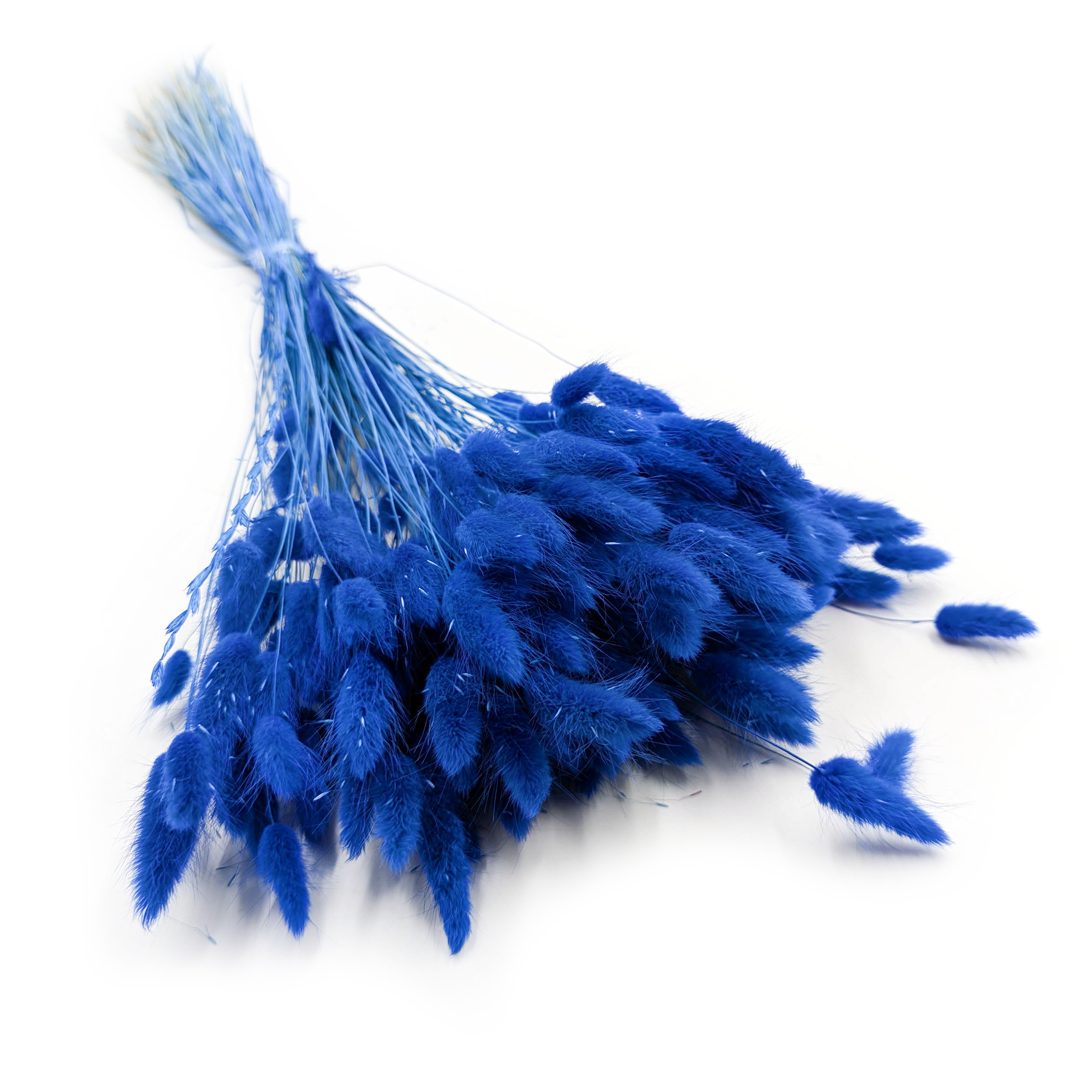 Dried Bunny Tails (Lagurus) - Navy Blue