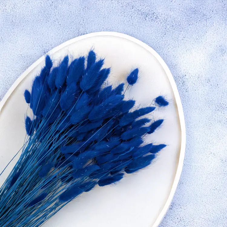 Lagurus granatowy 2.png