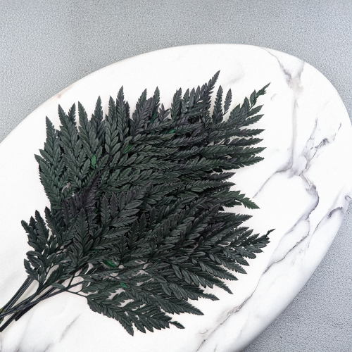 Paproć skórzasta zwykła 1.png