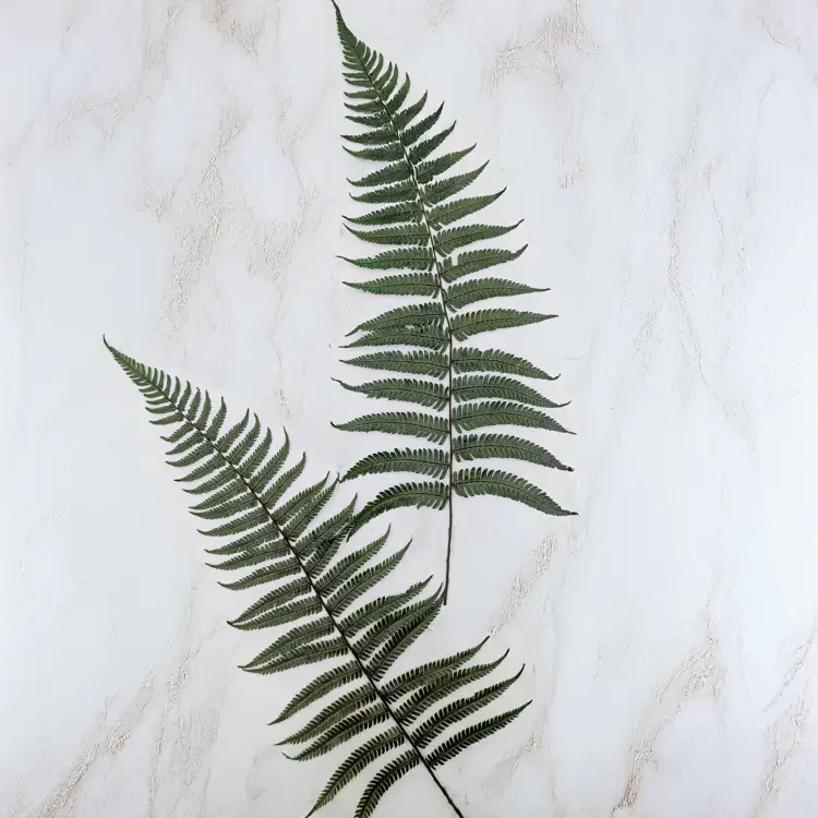 Paproć pergaminowa 2.png