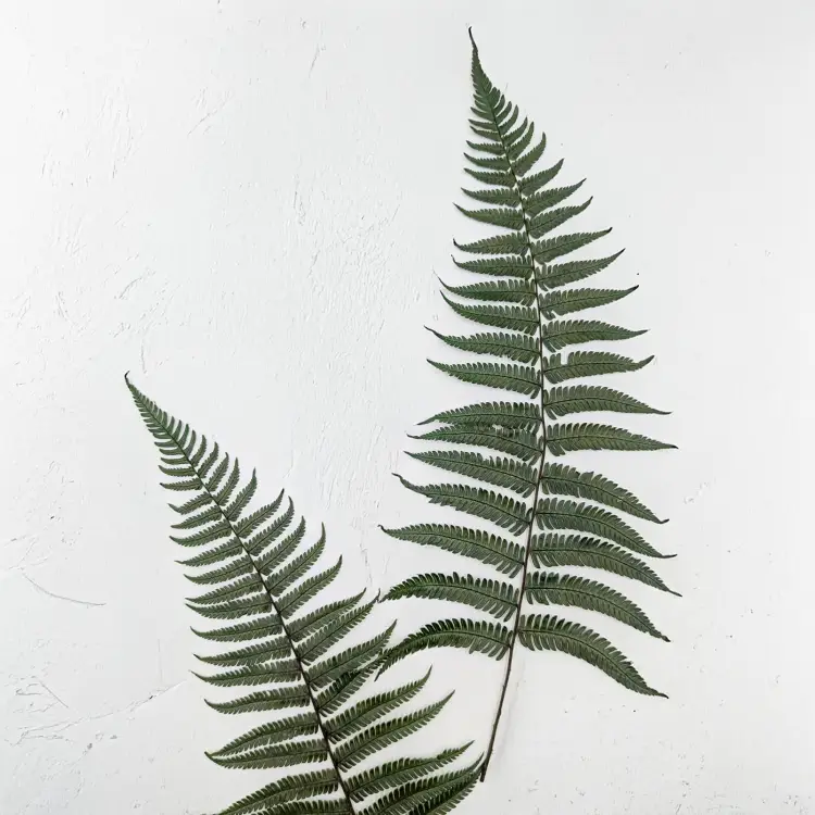 Paproć pergaminowa 3.png