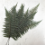 Paproć pergaminowa.png