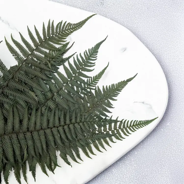 Paproć pergaminowa 1.png