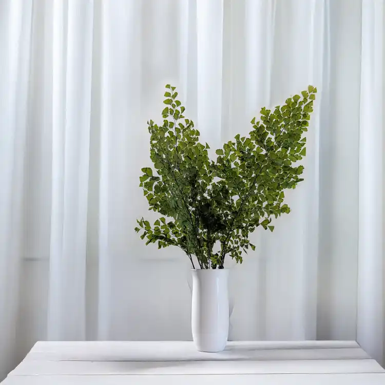 Adiantum 2.png