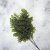 Adiantum 4.png