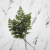 Adiantum.png