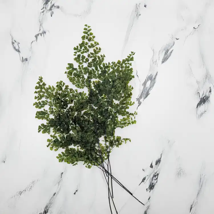 Adiantum.png