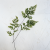 Adiantum 1.png