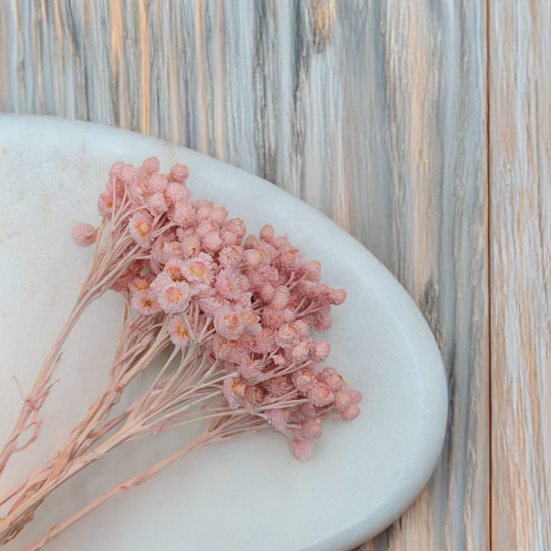 Kocanka włoska różowa 2.png