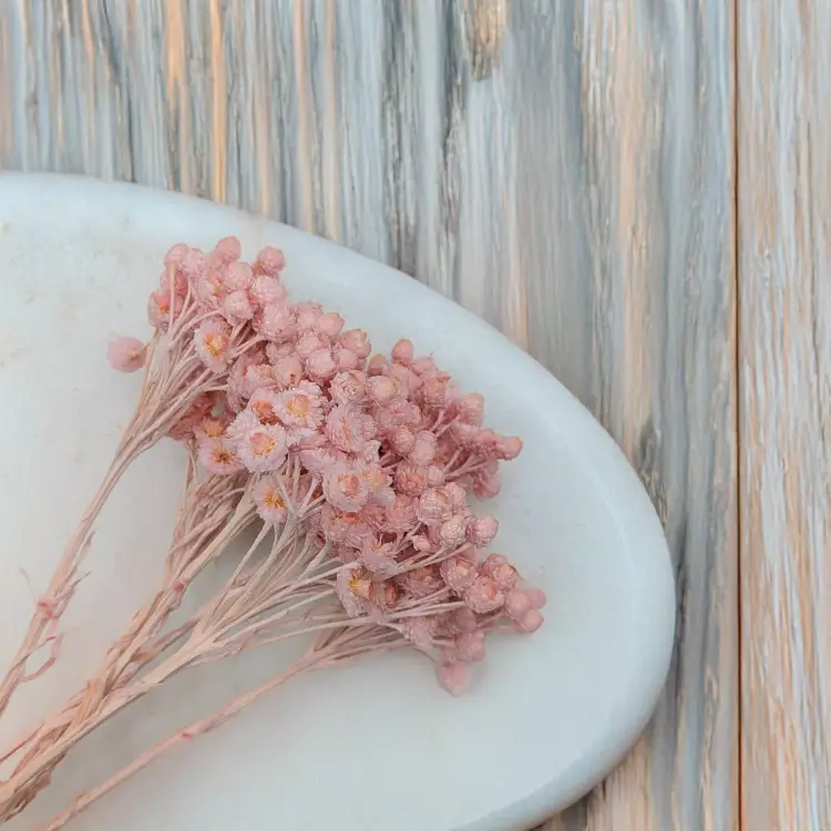 Kocanka włoska różowa 2.png