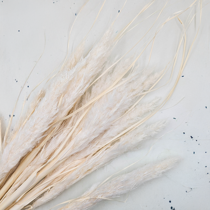 Mini Pampas bielony IT 2.png