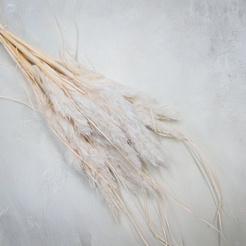 Mini Pampas bielony IT.png