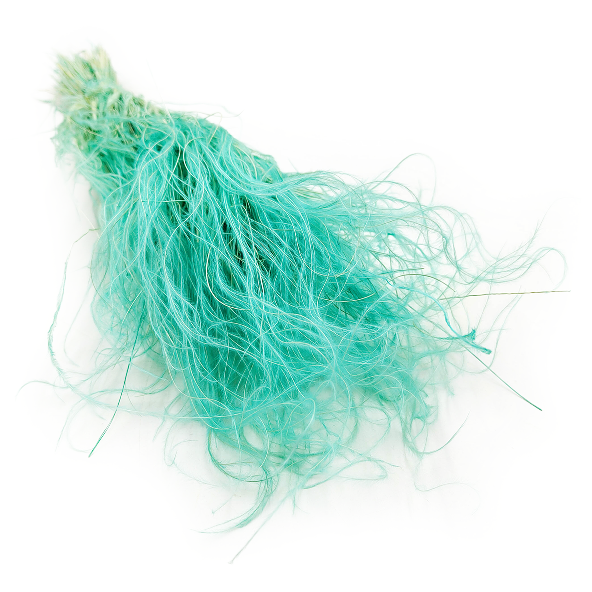 Feather Grass Dried - Stipa pennata - Mint