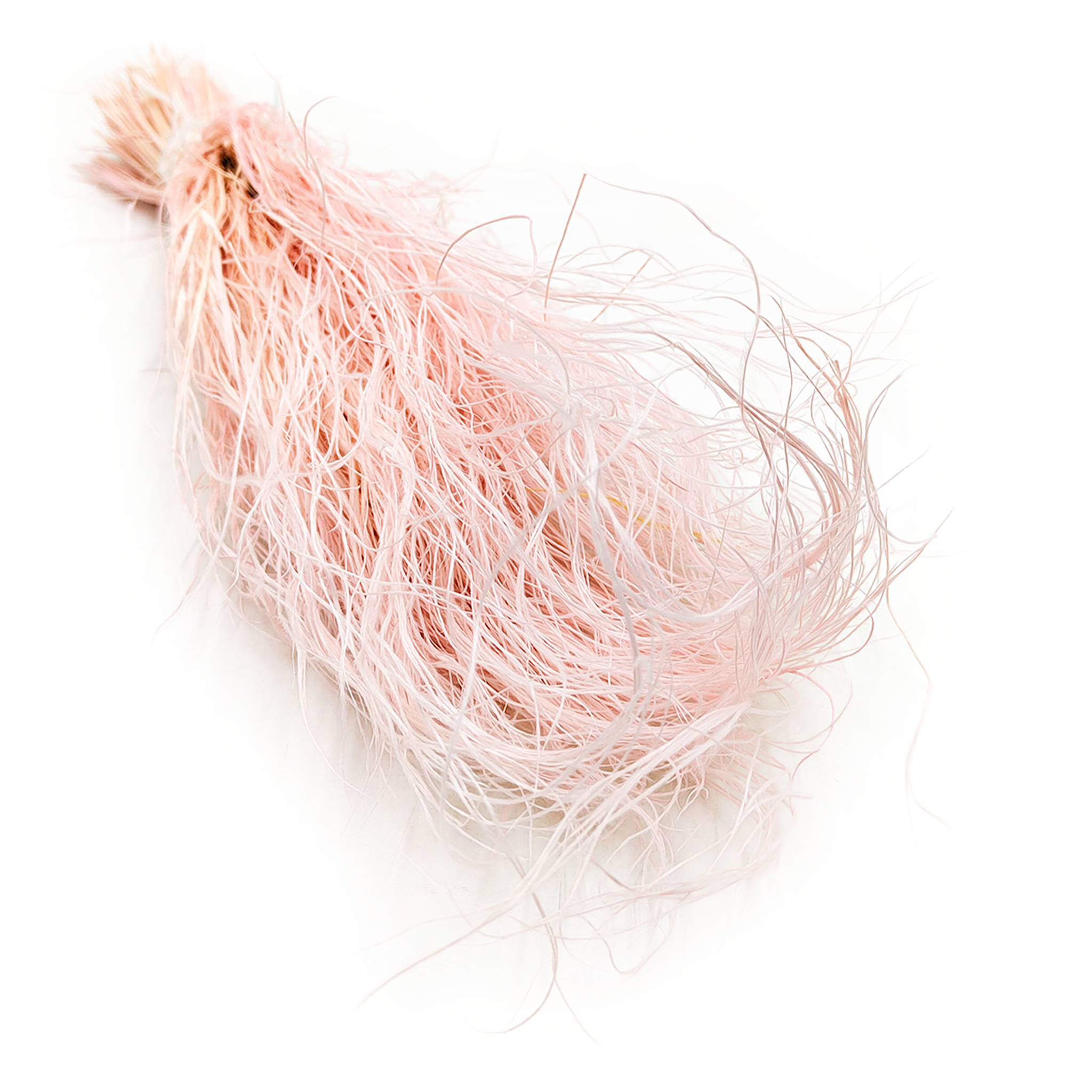 Feather Grass Dried - Stipa pennata - Pink