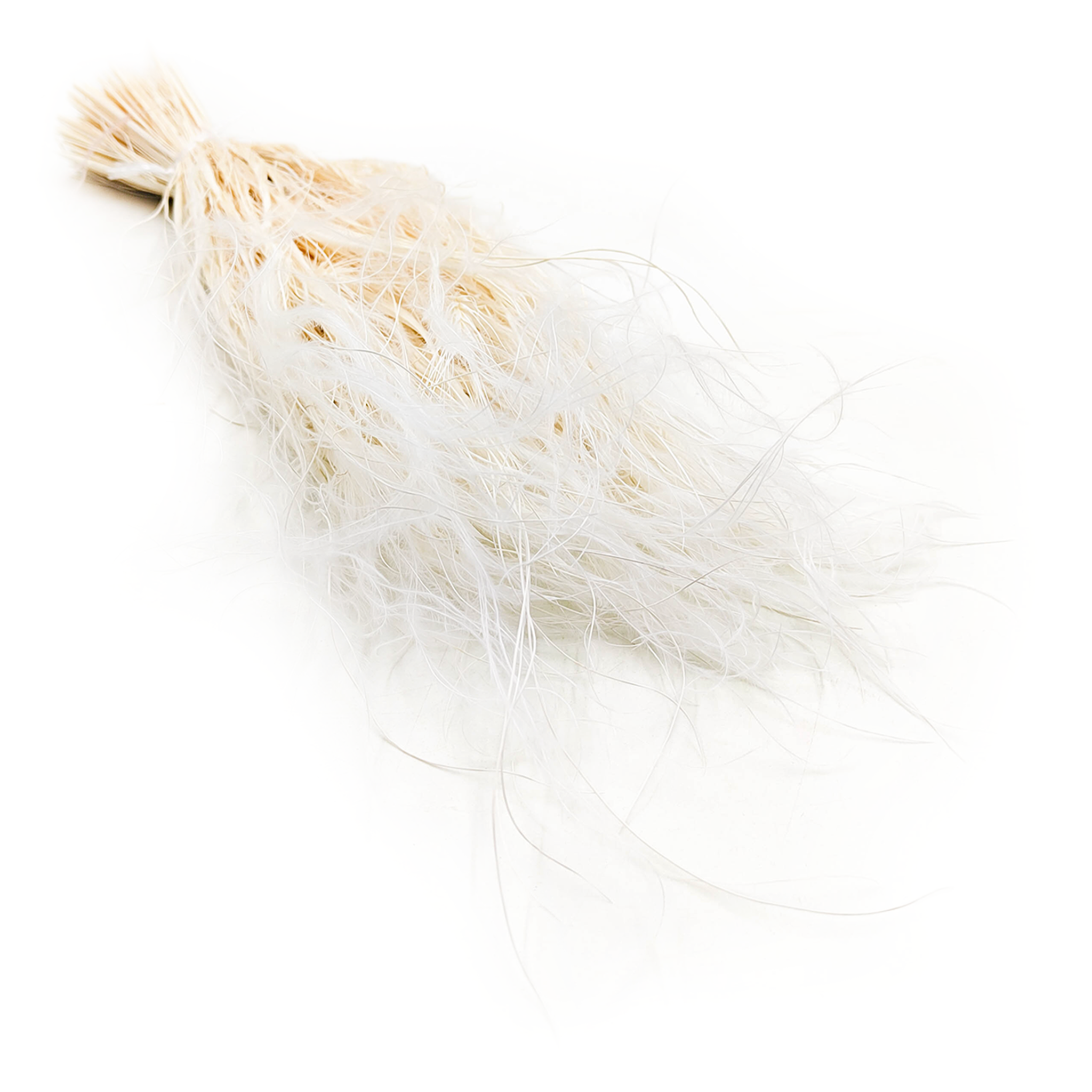 Feather Grass Dried - Stipa pennata - Bleached