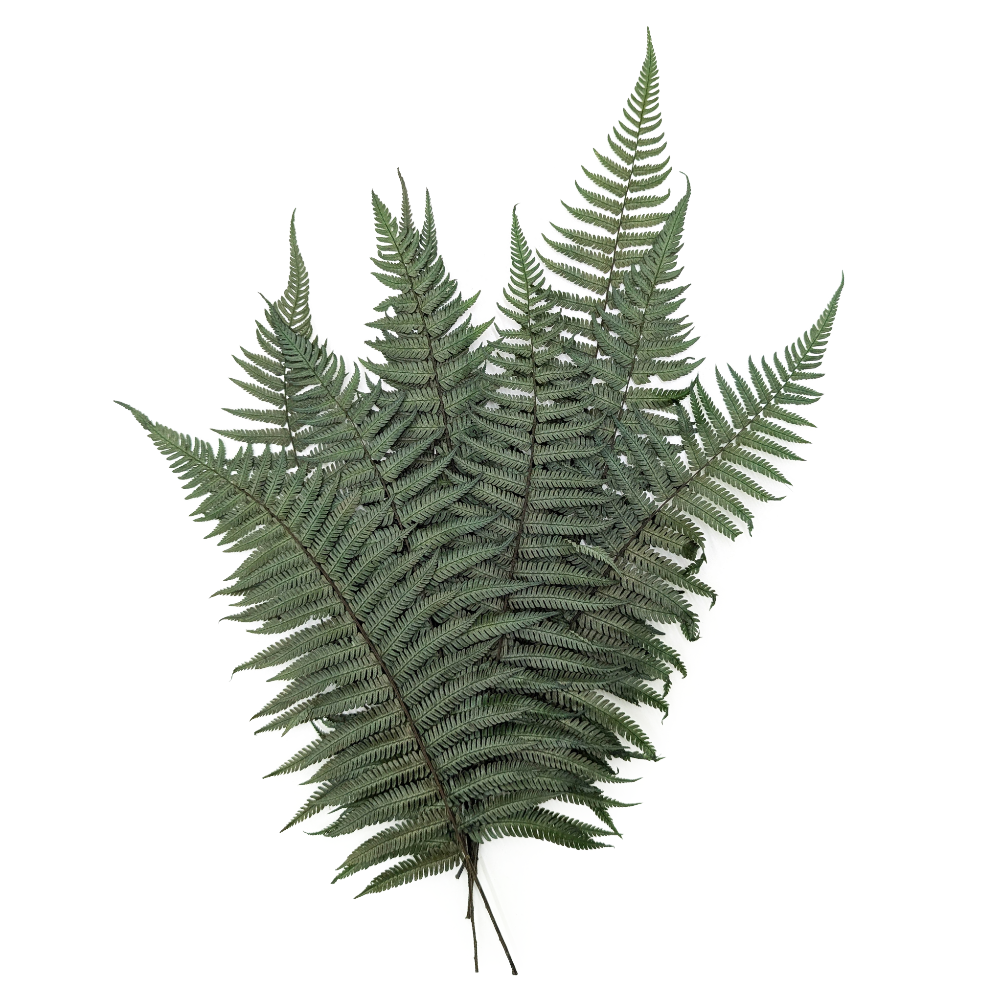 Preserved Fern - Parchment fern - Green