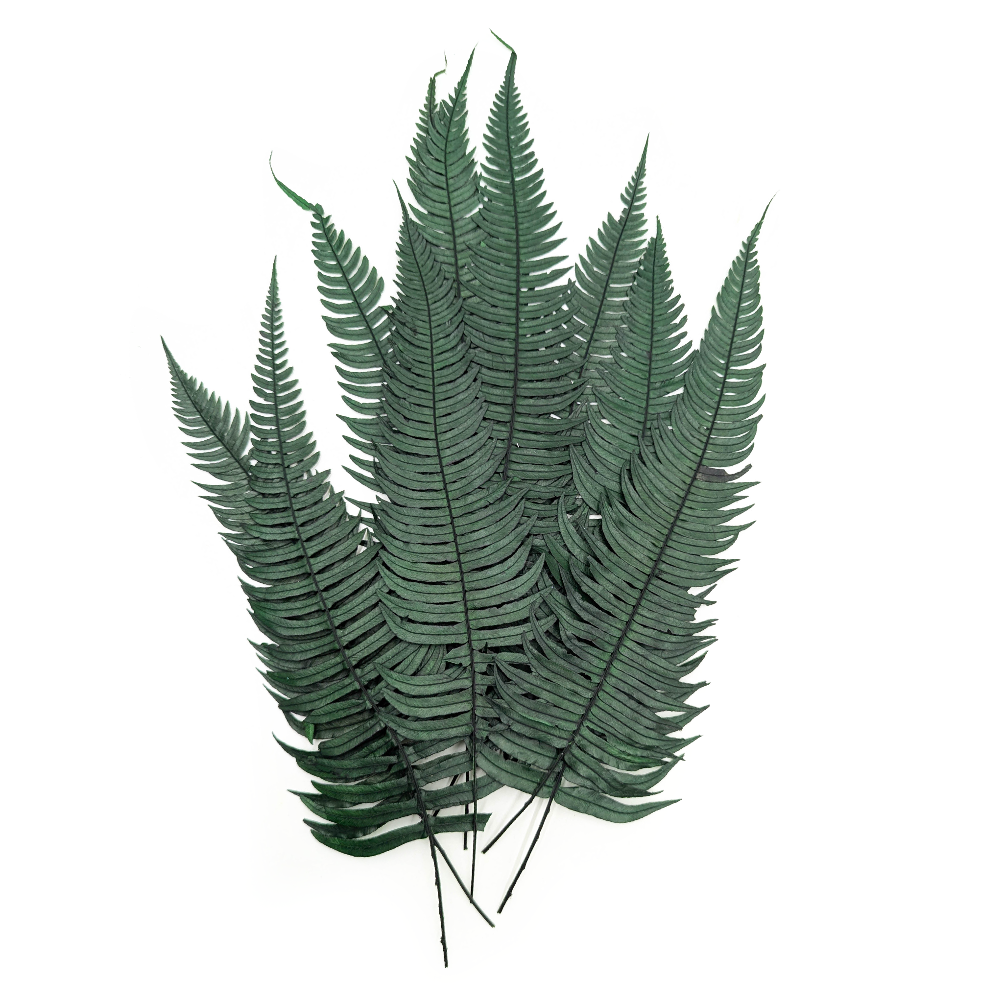 Preserved Fern - Common fern - Green