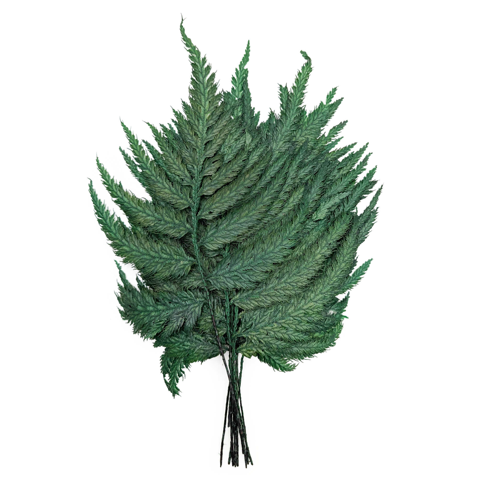 Preserved Fern - Ostrich fern - Green