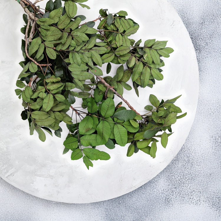 Pistacja Stabilizowana4.png