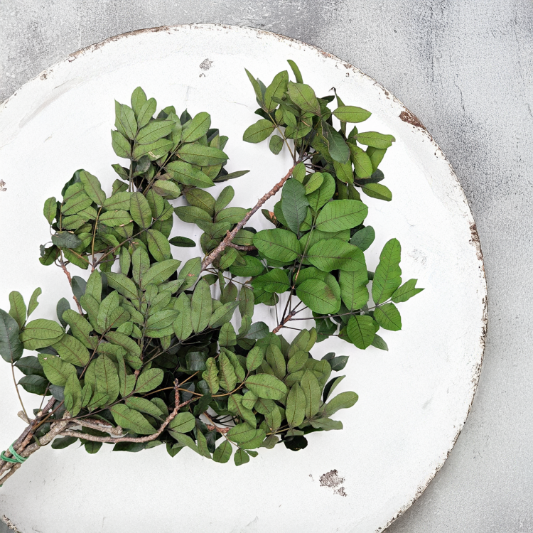 Pistacja Stabilizowana3.png