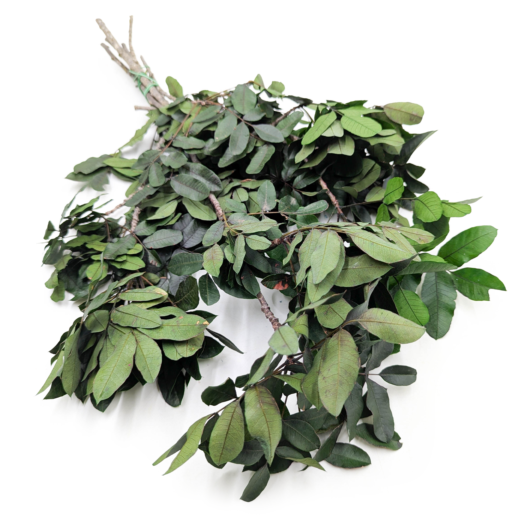 Stabilized Pistachio – Pistacia – Green