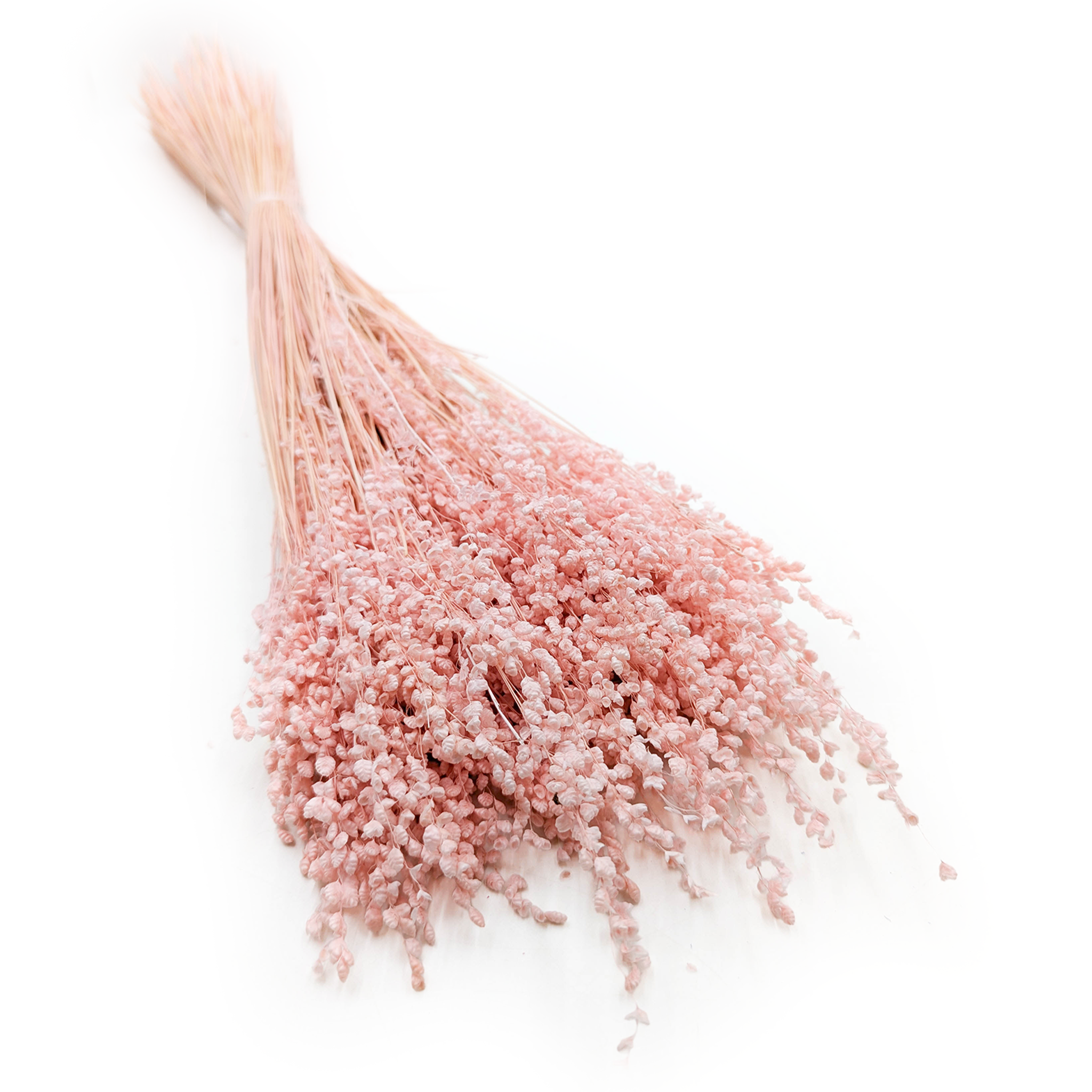 Dried Mini Quaking Grass – Briza Minima – Pink