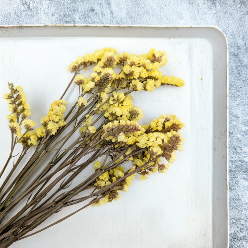 Zatrwian Stabilizowany Żółty 3.png