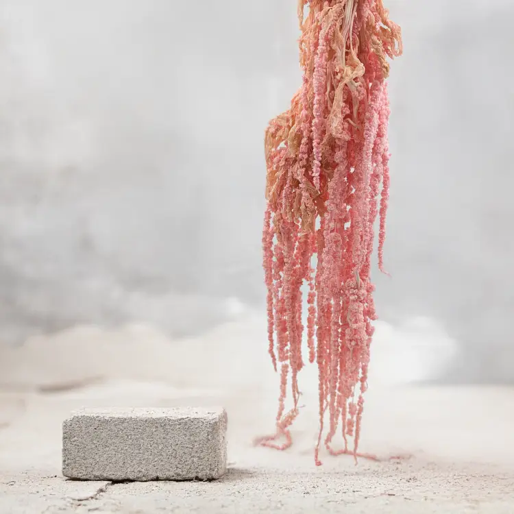 Szarłat Stabilizowany Rózowy IT 1.png