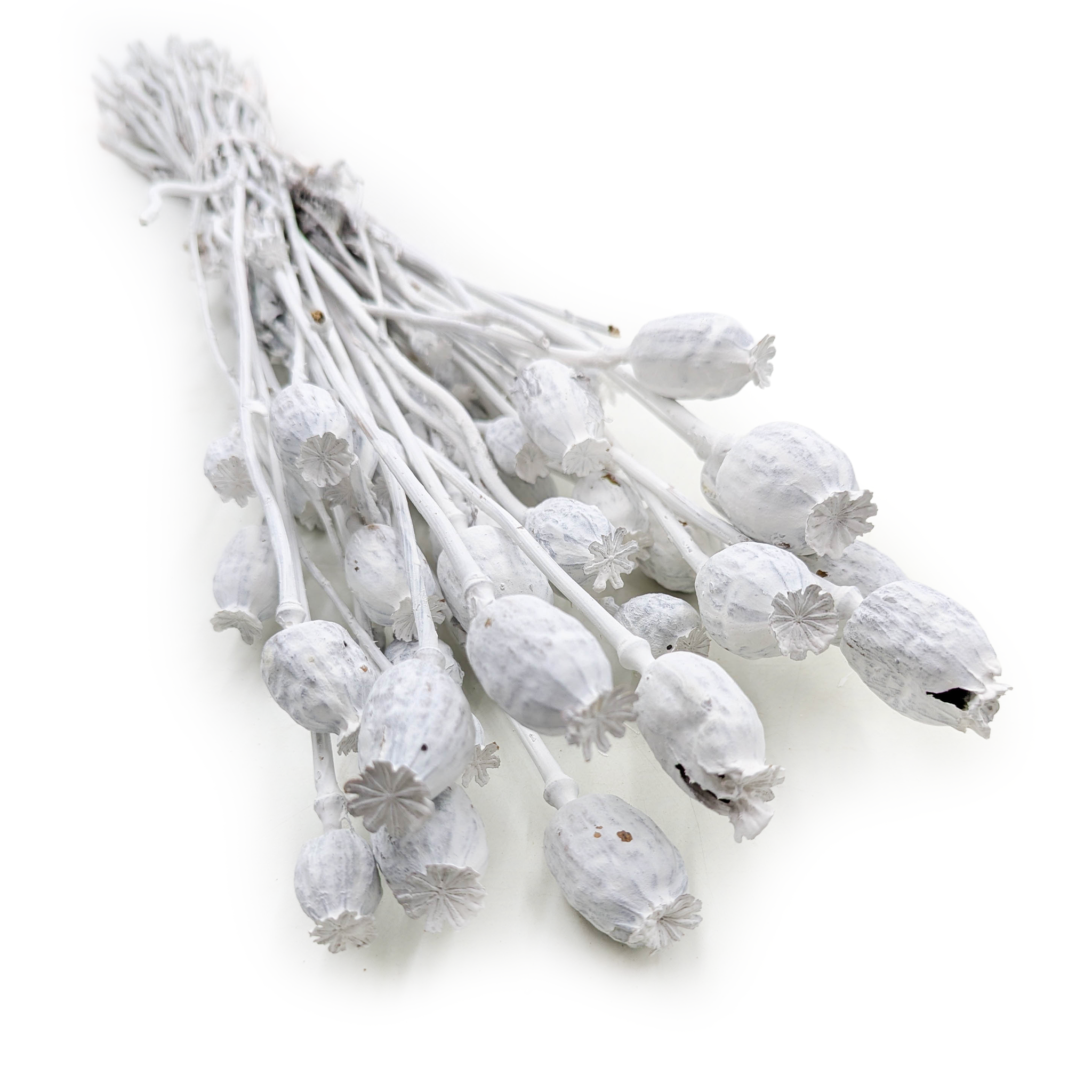 Dried Poppy Heads (Papaver) - Bleached