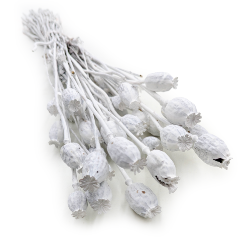 Makowka Bielona Barwiona 5.png