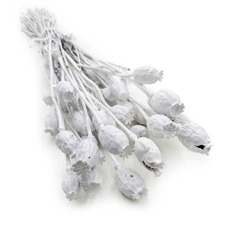 Makowka Bielona Barwiona 5.png