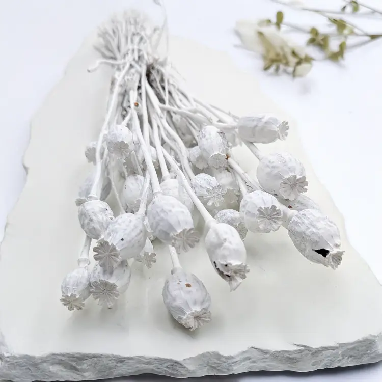 Makowka Bielona Barwiona 4.png