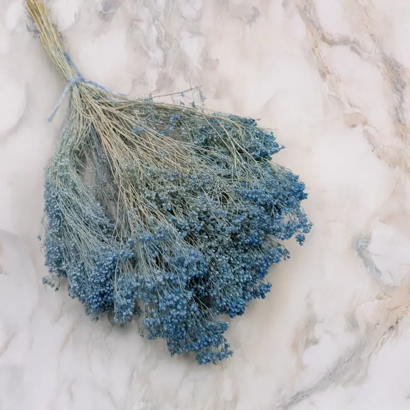 Broom Bloom Jasny niebieski 1.png