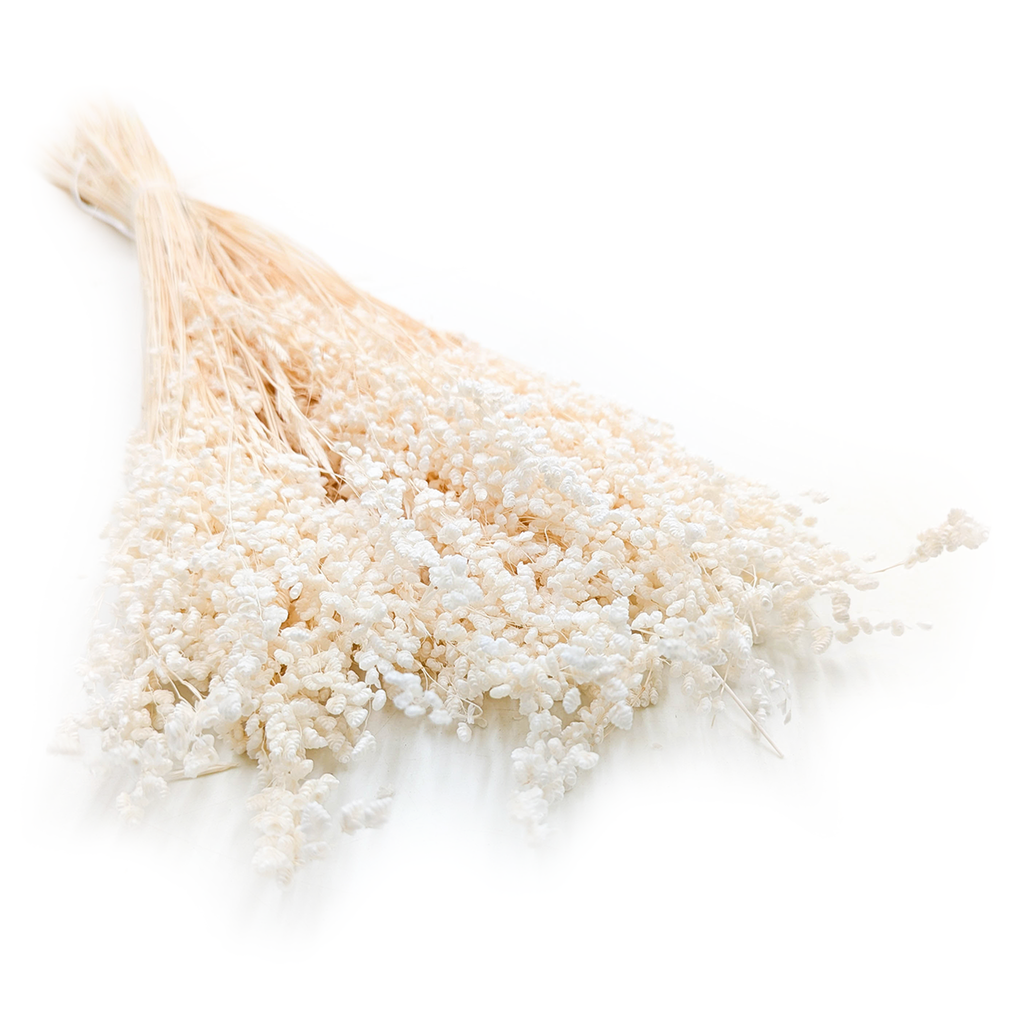 Mini Quaking Grass - (Briza Minima) - Bleached