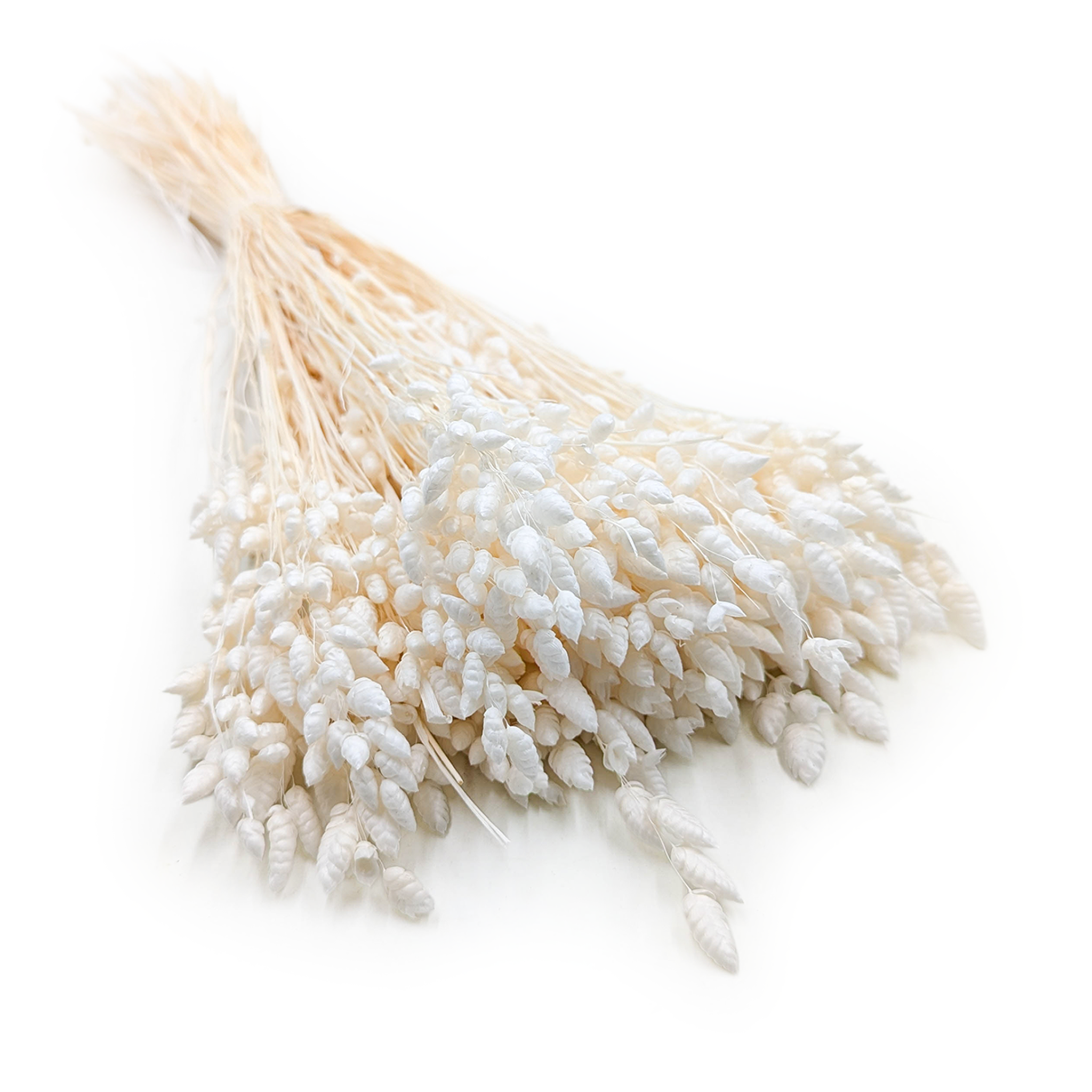 Dried Quaking Grass - (Briza Maxima) - Bleached