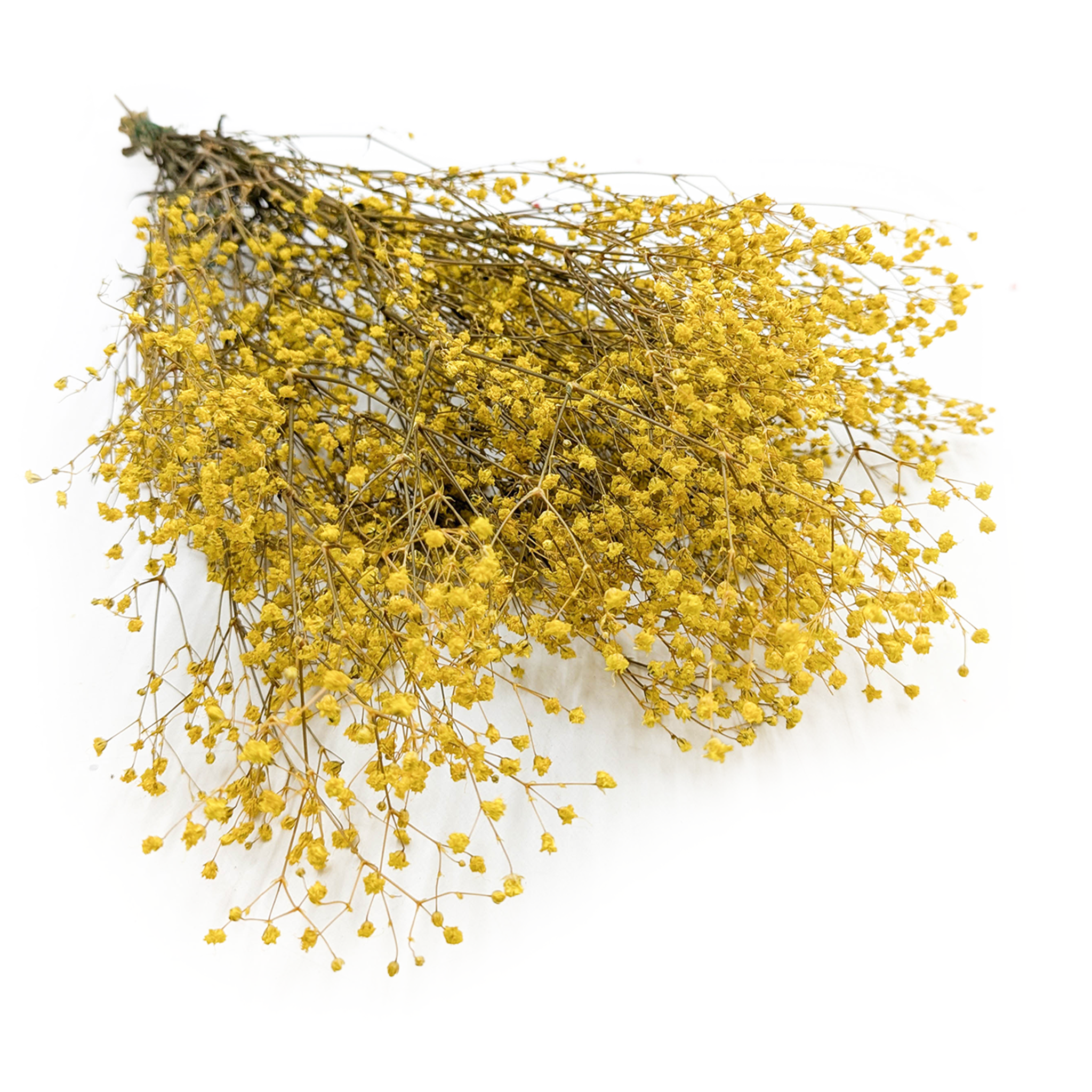 Stabilized Baby's Breath - (gypsophila) - Pastel Yellow