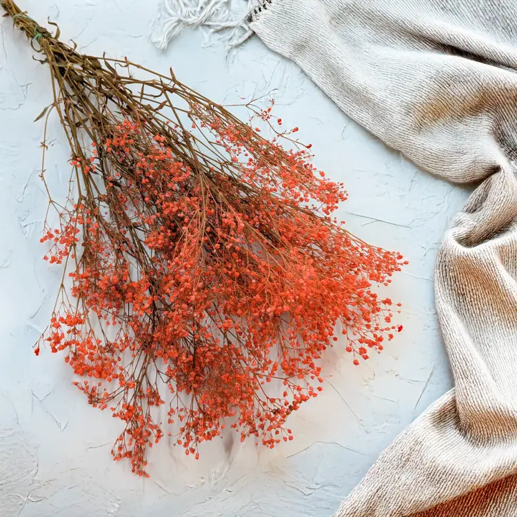 Gipsówka stablilizowana pomarańczowa Pastel IT 1.png