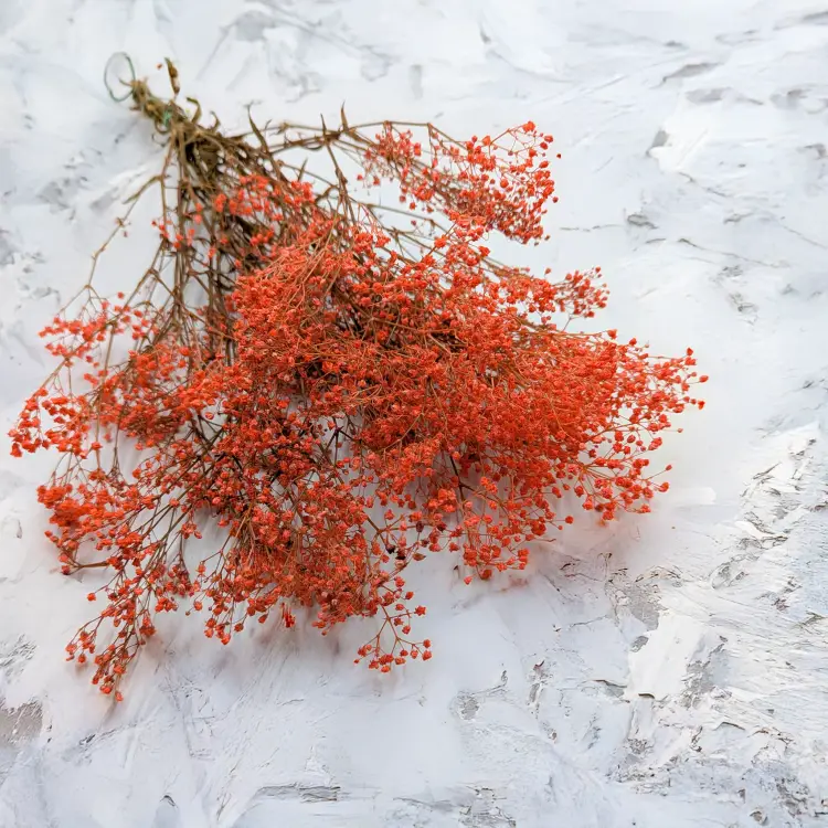 Gipsówka stablilizowana pomarańczowa Pastel IT.png