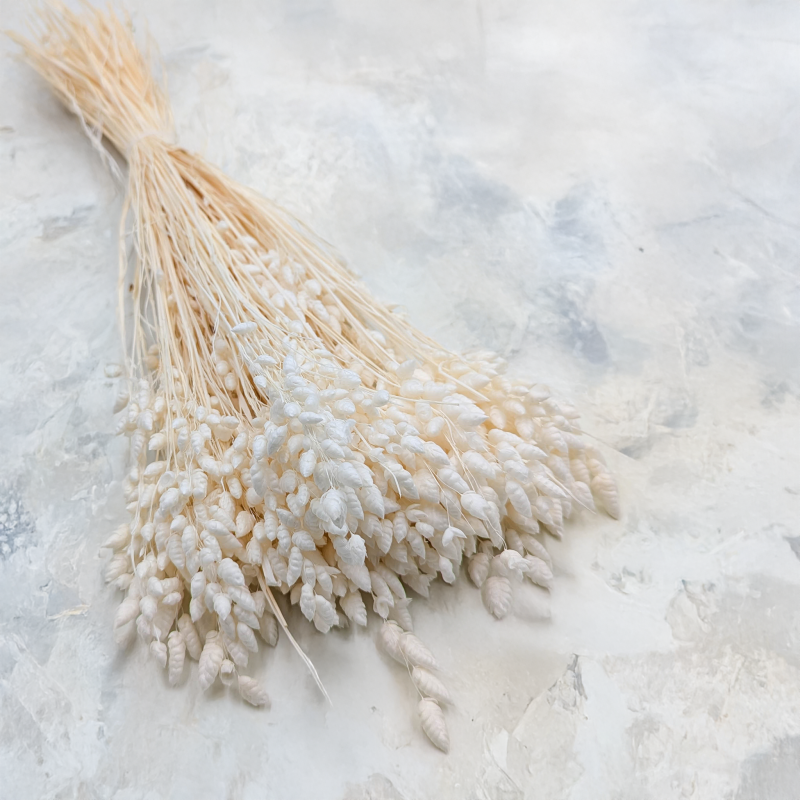 Briza Maxima bielona.png