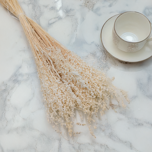 Briza minima bielona 1.png