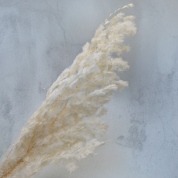 Asparagus Ming Fern ES 3.png