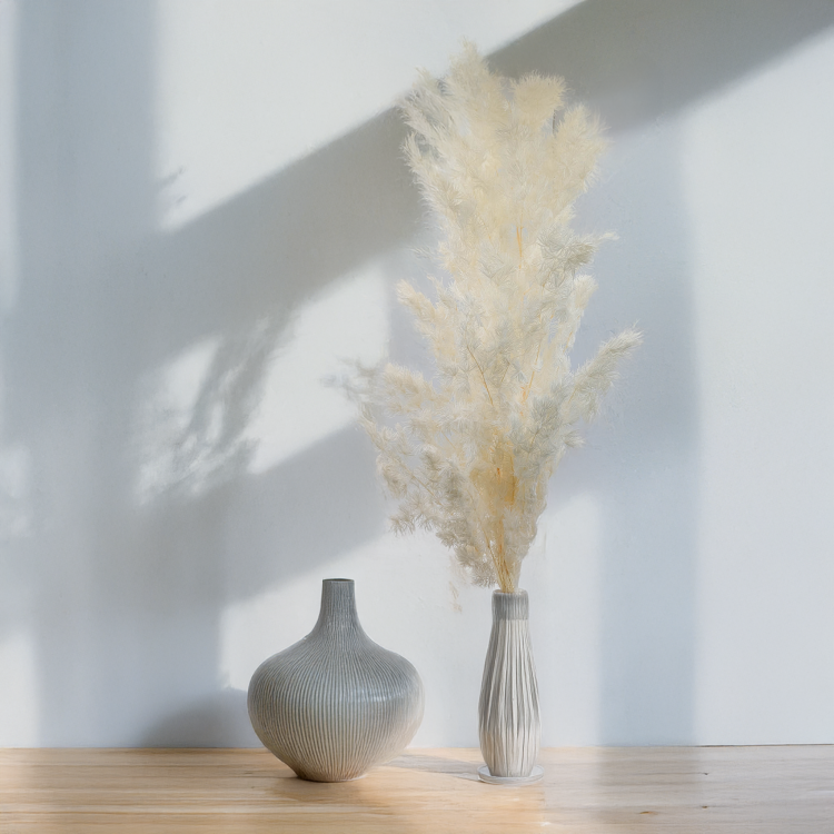 Asparagus Ming Fern ES 4.png