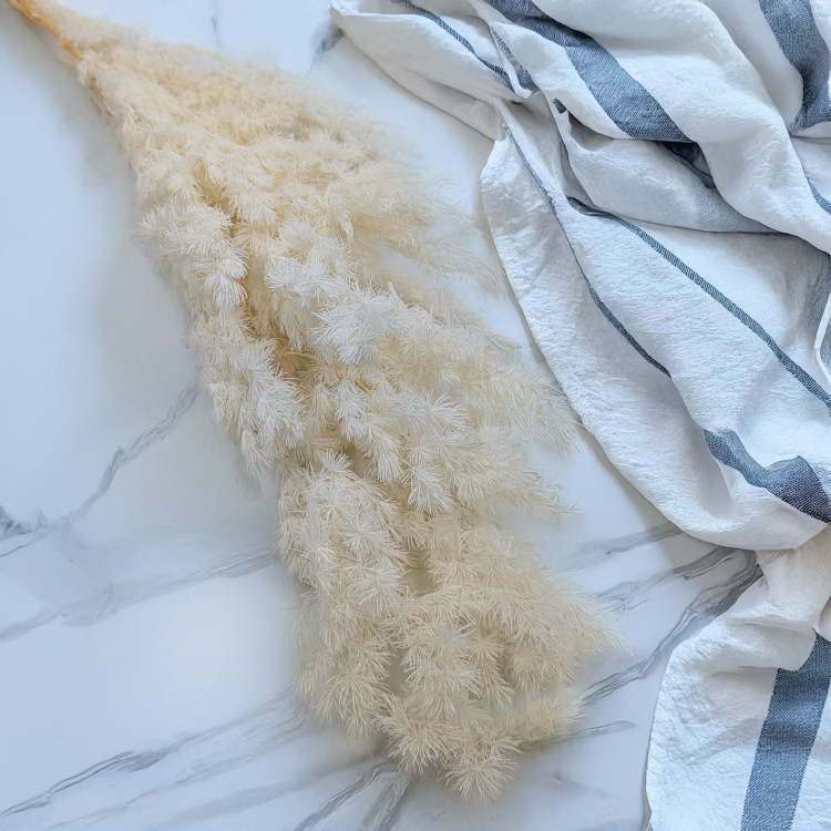 Asparagus Ming Fern ES 1.png