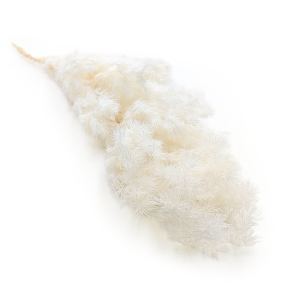 Stabilized Asparagus - Ming Fern - Bleached