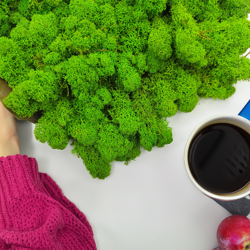 MECH chrobotek jasnozielony zblizenie.png