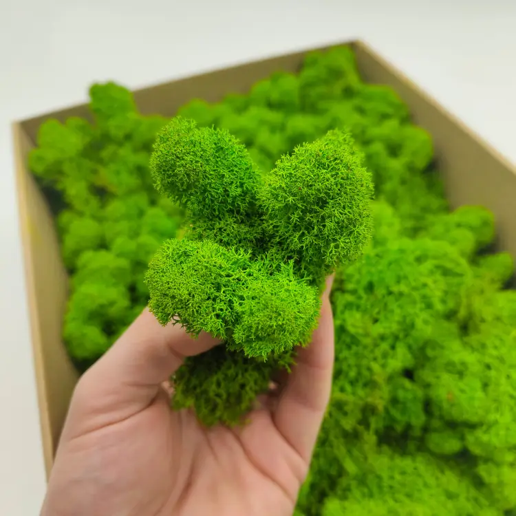 Jasnozielony zblizenie.png