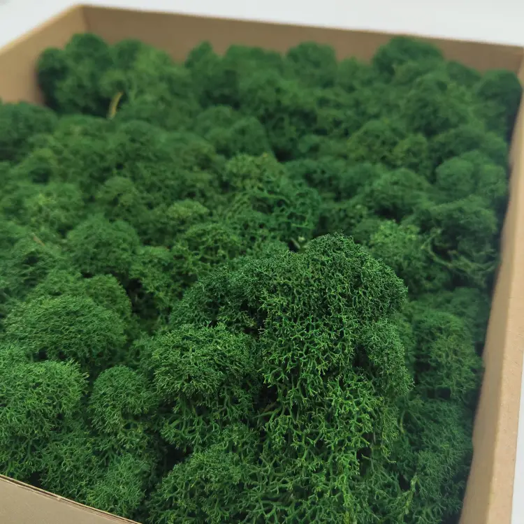 Butelkowa zielen zblizenie.png