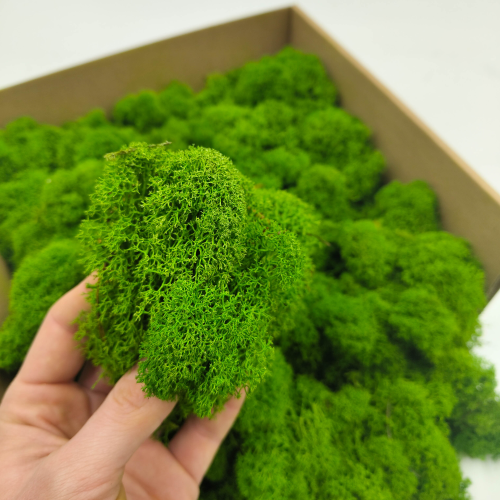 Leśna Zieleń zblizenie 1.png