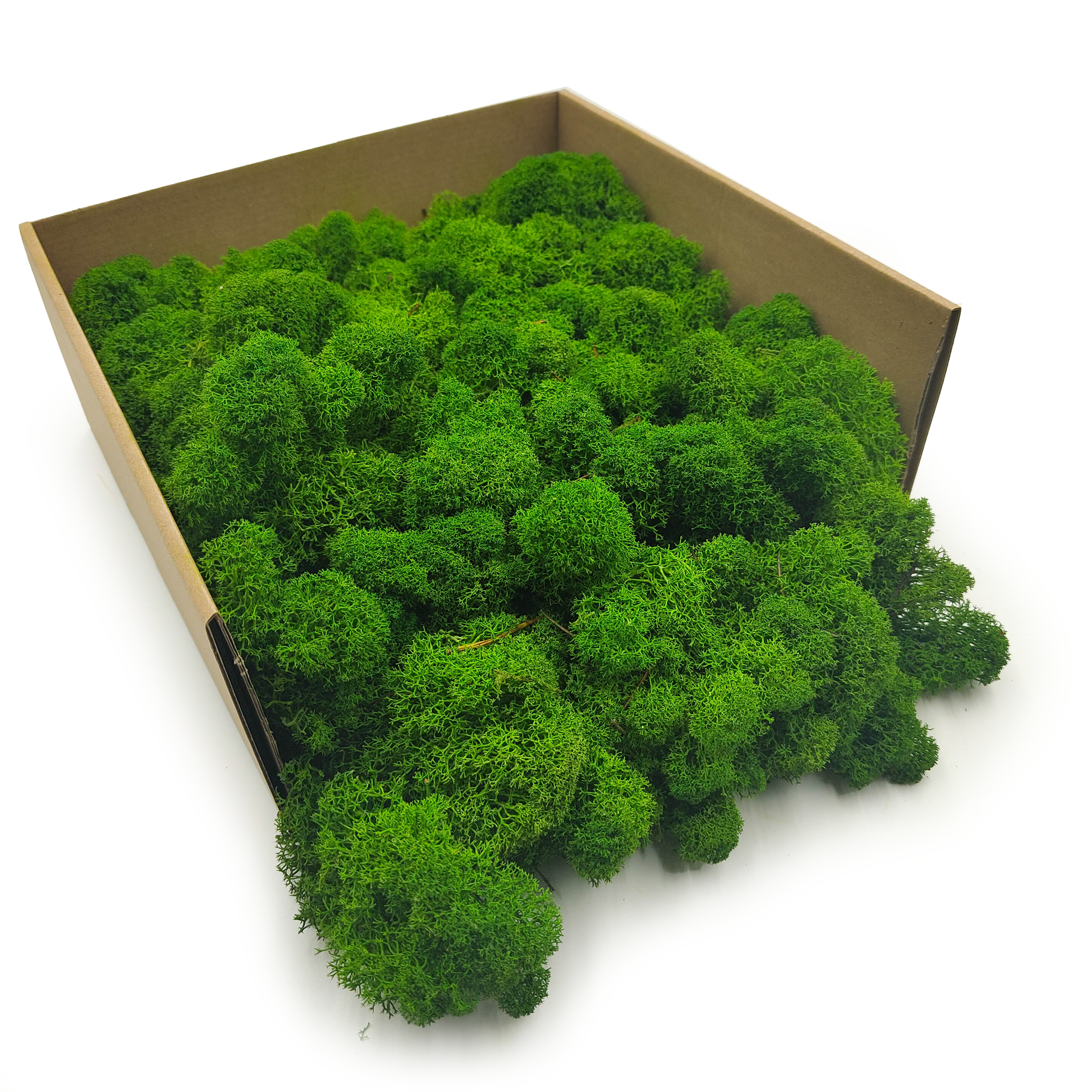 Reindeer Moss – Finnish – Purified – Forest Green – 250g NET